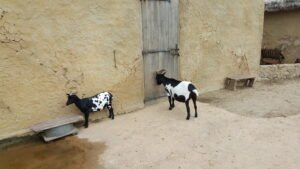 3 Best Worlds: Ultimate Wildlands Adventure Zoo Emmen Review You Need