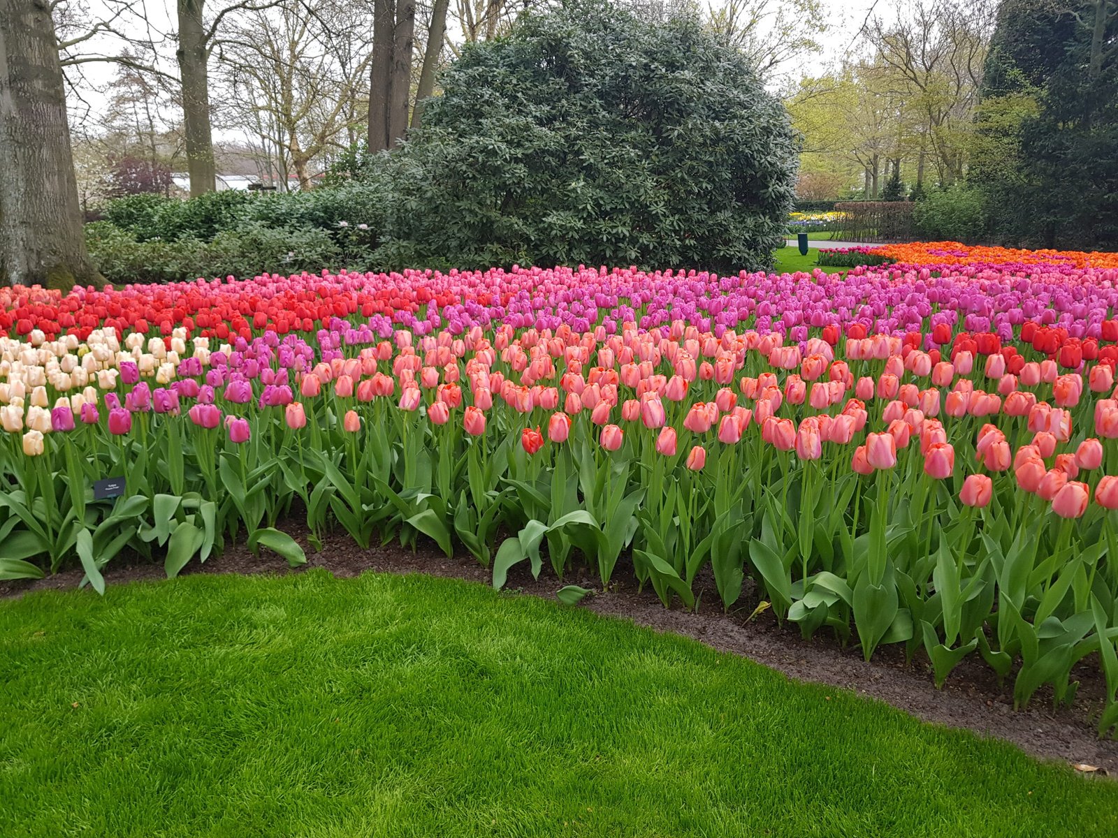 Discovering the Breathtaking Keukenhof Tulip Collection: A Spring Guide