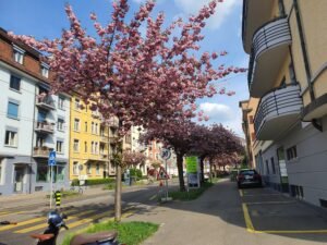 Magical Cherry Blossom Trees In Switzerland Walk to Transport You to Japan