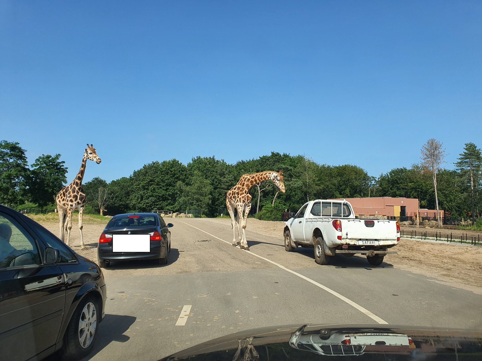 Is the Thrilling Beekse Bergen Car Safari Worth It? (Our Honest Review)