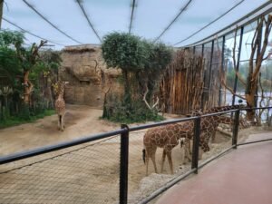 9 Incredible Habitats: Why Zoo Zürich Is the Absolute Best Family Day Trip!
