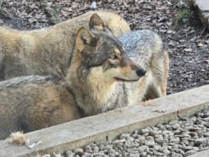 5 Reasons Tierpark Bern Disappointed Us: An Honest 2024 Zoo Visit Review