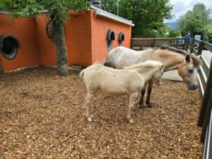 Knies Kinderzoo Review: Is This 23 CHF Family Day Trip Worth It?