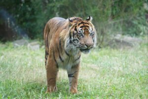 Discover the Magic of Burgers’ Zoo Arnhem: The Ultimate Family Day Trip Guide