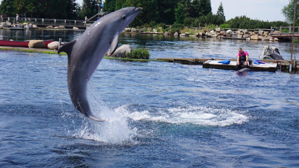 dolfinarium harderwijk